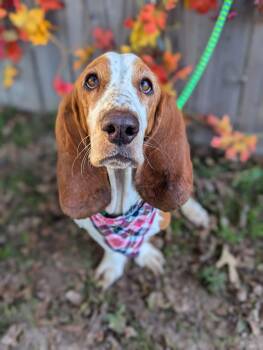 Rescue Basset Hound Dogs for Adoption in Tacoma, Washington - Abigail | PetCurious