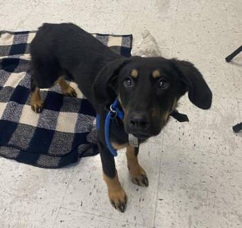 *Calypso* -  Rottweiler Dog for Adoption in Salt Lake City, Utah - *Calypso* | PetCurious