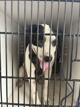 Rescue Labrador Retriever and Pit Bull Terrier Dogs for Adoption in Spokane Valley, Washington - Stout | PetCurious