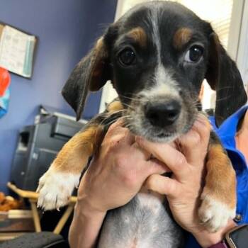 Pistachio -  Beagle Dog for Adoption in Westhampton, New York - Pistachio | PetCurious