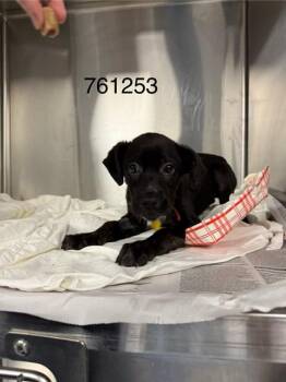 RON -  Labrador Retriever and Beagle Dog for Adoption in St. Louis, Missouri - RON | PetCurious