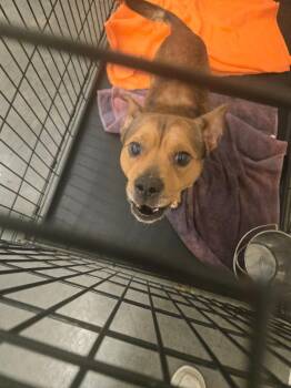 Basset Hound and Pit Bull Terrier Dogs Available for Adoption in Elizabethton, Tennessee - ARCHIE | PetCurious