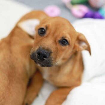 Pedro -  Mixed Breed Dog for Adoption in Atlanta, Georgia - Pedro | PetCurious
