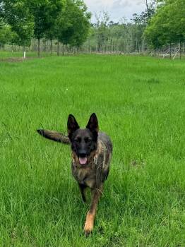 Belgian Shepherd Malinois and German Shepherd Dog Dogs Available for Adoption in Douglas, Georgia - Gigi | PetCurious