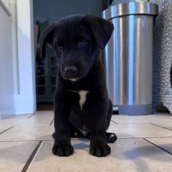 Rescue Black Labrador Retriever Dogs for Adoption in Huntsville, Alabama - Houston (in PA) | PetCurious