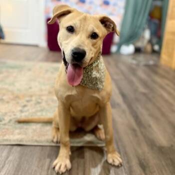 Sunnie D Light Sadie -  Labrador Retriever and Pit Bull Terrier Dog for Adoption in Friendswood, Texas - Sunnie D Light Sadie | PetCurious