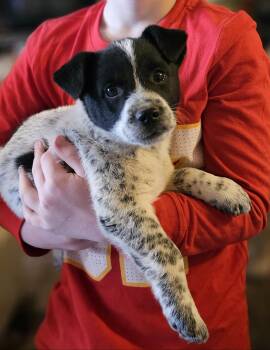 Rat Terrier and Corgi Dogs Available for Adoption in Columbia, Missouri - Buster | PetCurious