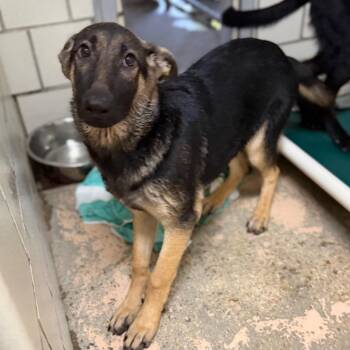 Lila -  German Shepherd Dog Dog for Adoption in Starkville, Mississippi - Lila | PetCurious