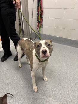 PARIS -  Pit Bull Terrier Dog for Adoption in Indianapolis, Indiana - PARIS | PetCurious