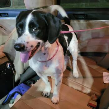 Rescue Beagle and Basset Hound Dogs for Adoption in Enterprise, Alabama - Tin TIn | PetCurious