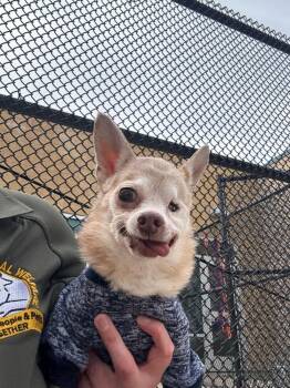 Rescue Chihuahua Dogs for Adoption in Shawnee, Oklahoma - Alice | PetCurious