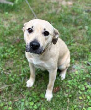Dolly Mae -  Retriever Dog for Adoption in Thompson Falls, Montana - Dolly Mae | PetCurious