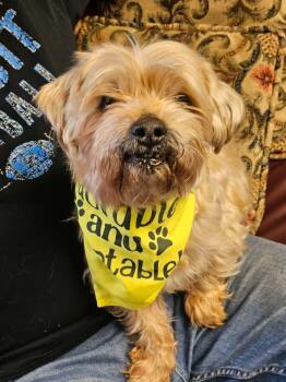Brach -  Yorkshire Terrier Dog for Adoption in Merrillville, Indiana - Brach | PetCurious
