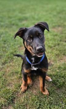 Rescue Shepherd Dogs for Adoption in Meadow Lake, Saskatchewan - Ivy | PetCurious