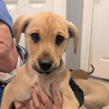Mixed Breed Dogs Available for Adoption in Boaz, Alabama - Floria | PetCurious