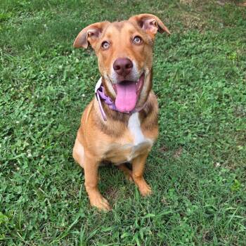 Chicken Noodle -  Shepherd and Hound Dog for Adoption in Chattanooga, Tennessee - Chicken Noodle | PetCurious