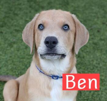 Ben -  Hound Dog for Adoption in Southlake, Texas - Ben | PetCurious