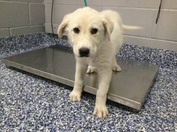 A1922399 -  Great Pyrenees and Mixed Breed Dog for Adoption in Thousand Palms, California - A1922399 | PetCurious