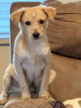 Rescue Retriever Dogs for Adoption in Berlin, New Jersey - Marley | PetCurious