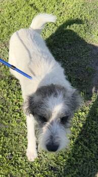 Wirehaired Terrier Dogs Available for Adoption - Bugsy | PetCurious