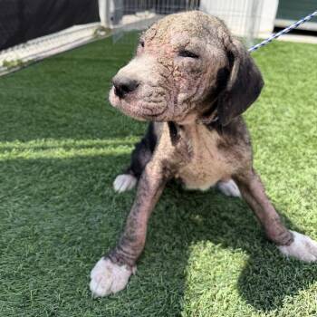 Annie -  Pit Bull Terrier and Mixed Breed Dog for Adoption in Rossville, Georgia - Annie | PetCurious
