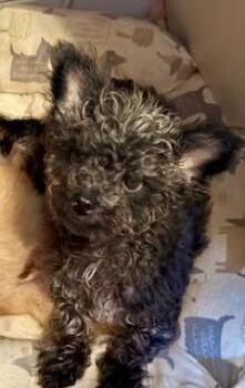 Arya -  Poodle Dog for Adoption in Tifton, Georgia - Arya | PetCurious