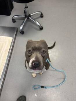 Lennox -  Mixed Breed Dog for Adoption in West Chester, Pennsylvania - Lennox | PetCurious