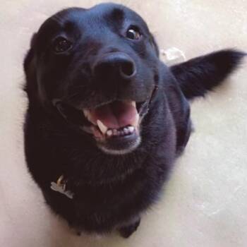 Rescue Black Labrador Retriever and Shepherd Dogs for Adoption in Helena, Alabama - Louie | PetCurious
