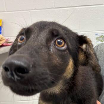 Caesar -  Shepherd and Mixed Breed Dog for Adoption in Corpus Christi, Texas - Caesar | PetCurious