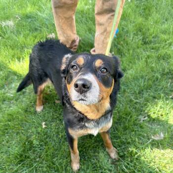 Cattle Dog Dogs Available for Adoption in St. Louis, Missouri - Lukki | PetCurious