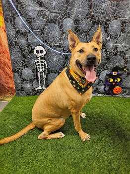 Rescue Carolina Dog and Black Mouth Cur Dogs for Adoption in Euless, Texas - Soully | PetCurious