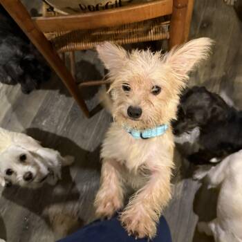 Rescue Wirehaired Terrier Dogs for Adoption in Pleasant Valley, New York - Yoshi | PetCurious