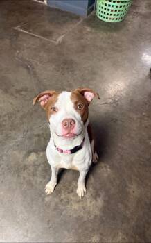 Pit Bull Terrier Dogs Available for Adoption in Indianapolis, Indiana - Evelyn | PetCurious