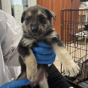 Shepherd Dogs Available for Adoption in Edinburg, Texas - Twain | PetCurious