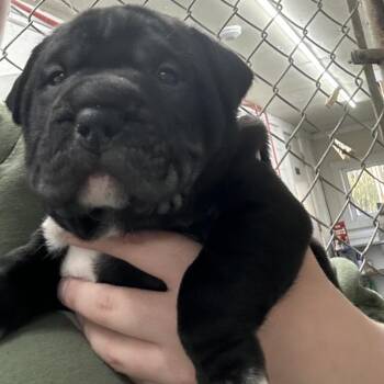 Mixed Breed Dogs Available for Adoption in Greenville, Pennsylvania - Chunk-Grey | PetCurious