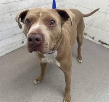 Pit Bull Terrier Dogs Available for Adoption - RICHIE | PetCurious