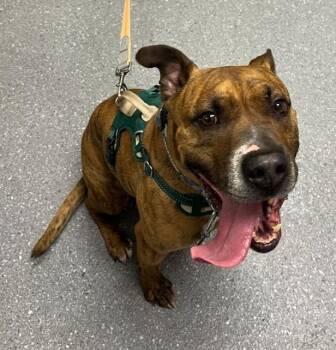 Boxer and Mixed Breed Dogs Available for Adoption in Greenfield, Indiana - Baxter | PetCurious