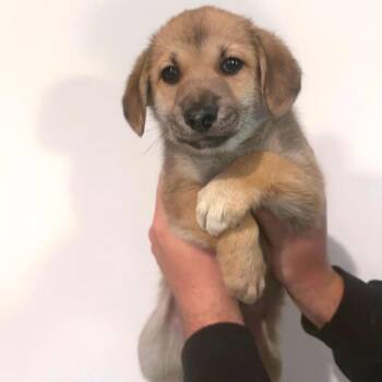 Mixed Breed Dogs Available for Adoption in Dekalb, Illinois - Toffee | PetCurious