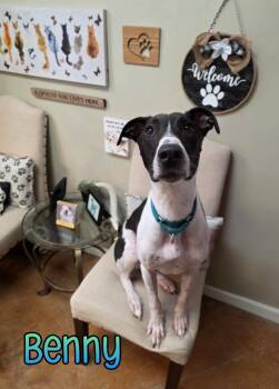 Rescue Greyhound Dogs for Adoption in Port Clinton, Ohio - Benny | PetCurious