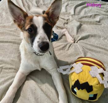 Jack Russell Terrier and Mixed Breed Dogs Available for Adoption in Leesburg, Alabama - Hickory | PetCurious