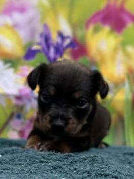 Chihuahua and Mixed Breed Dogs Available for Adoption in San Antonio, Texas - Swiss Roll | PetCurious