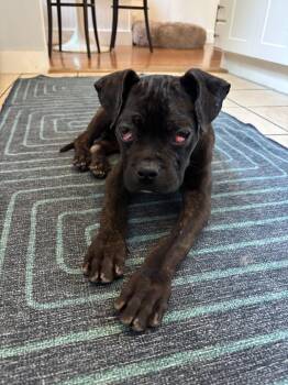 Cane Corso Dogs Available for Adoption in Los Angeles, California - Valentina | PetCurious