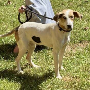 Rescue Hound Dogs for Adoption in Fairfax Station, Virginia - Blossom | PetCurious