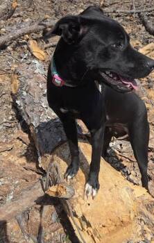 Labrador Retriever and Beagle Dogs Available for Adoption - Betty | PetCurious