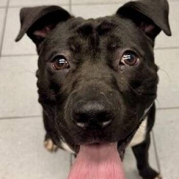 Pit Bull Terrier Dogs Available for Adoption - Finnegan | PetCurious