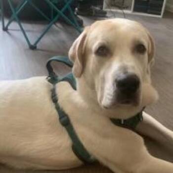 Olaf OS PDR -  Great Pyrenees Dog for Adoption in Las Vegas, Nevada - Olaf OS PDR | PetCurious
