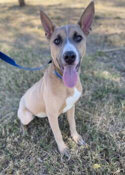 Rescue Terrier and Mixed Breed Dogs for Adoption in Fort Worth, Texas - Kenzie | PetCurious