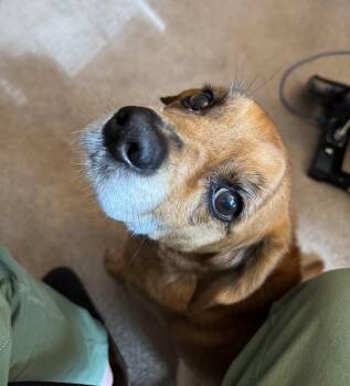 Archer -  Beagle and Chihuahua Dog for Adoption in Sanford, North Carolina - Archer | PetCurious