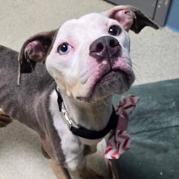She-Ra -  Pit Bull Terrier Dog for Adoption in Windsor, Virginia - She-Ra | PetCurious