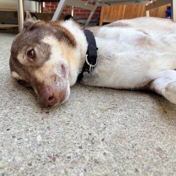 Australian Cattle Dog Blue Heeler Dogs Available for Adoption - Baker | PetCurious